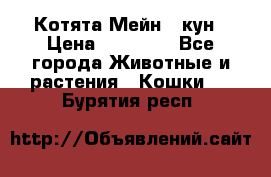 Котята Мейн - кун › Цена ­ 19 000 - Все города Животные и растения » Кошки   . Бурятия респ.